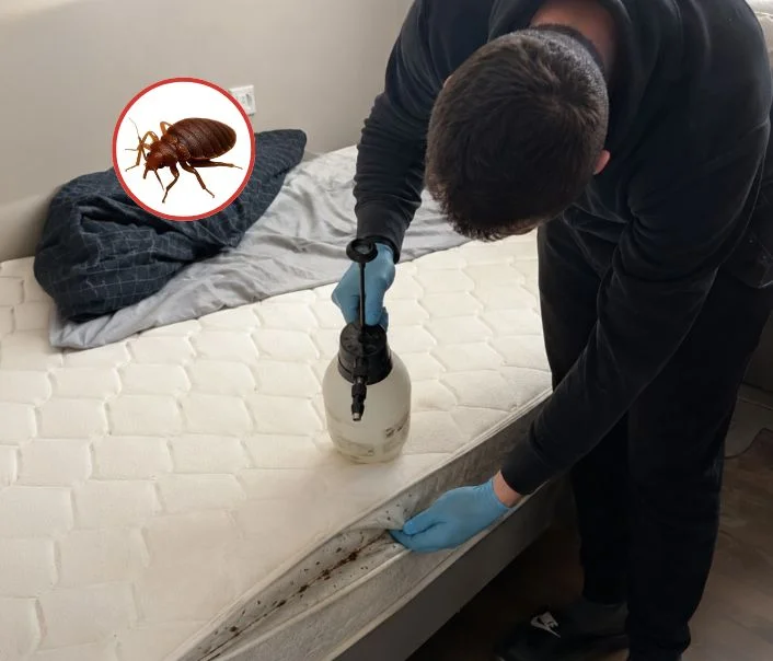 Technicien traitant un matelas contre les punaises de lit à Villeneuve-Saint-Denis